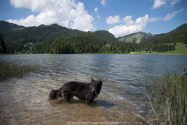 Nala Hund im Spitzingsee, Bergpanorama im Hintergrund