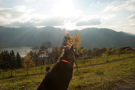 Schliersbergalm Hund blickt vom berg über den See in der untergehenden Sonne