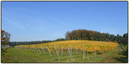 Lausitzer Weinfreunde Weinberg von Hubert Marbach aus Jerischke bei Forst