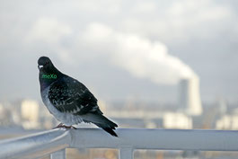 Vogel; Kraftwerk; Foto des monats