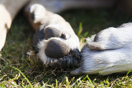 Coussinet d'un chien couché dans l'herbe par coach canin 16 éducateur canin en charente