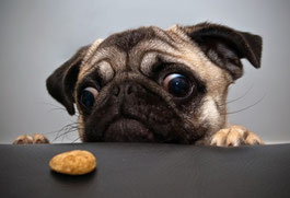 un chien carlin les deux pattes sur une table regarde une croquette par coach canin 16 educateur canin en charente