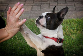 Un chien bouledog français noir et blanc pose sa patte dans la main d'un homme par coach canin 16 dresseur chien charente
