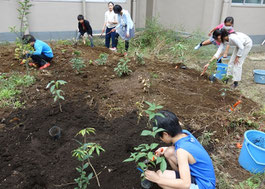 植樹の様子