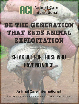 Animal Care International (ACI)