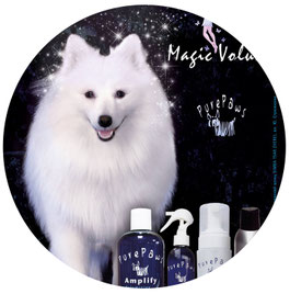 white dogs models for shooting filming Kiev Ukraine; belie pushistie sobaki dlya syemok video photo kino modeli Kiev; japanese spitz dog model photo video shooting filming; Japanese spitz SIMBA TSAR ZVEREI model; Pure Paws advertising photo amplify line M