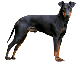 hund-black and tan-stehend