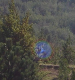 Orbe photographié dans la nature