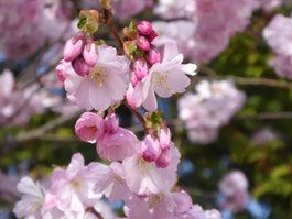 Weißrosa Kirschblüten strahlen in der Sonne. Im Hintergrund sind grüne Blätter zu sehen