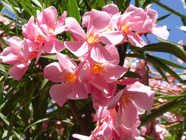 Weißrosa Oleander-Blüten heben sich ab vor grünen Blättern und blauem Himmel