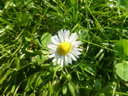 Gänseblümchen im grünen Gras