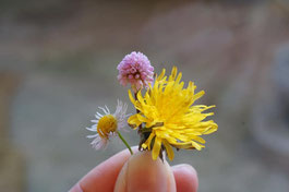 ５歳さんにお花をもらってとっても嬉しい昼下がり