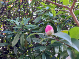 山茶花の蕾