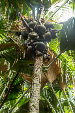 Seychellen Praslin Vallee de Mai