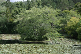 Jardin du temple Ryoanji, Japon