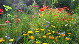 Naturnaher Garten - Thomas Staab - LBV Bildarchiv