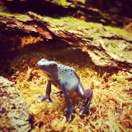 Pfeilgiftfrosch (Baumsteigerfrosch)