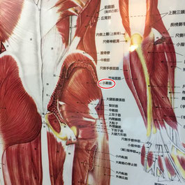 小殿筋はインナーマッスルともいわれており腰痛でも硬くなる筋肉です