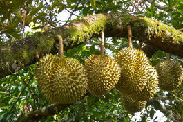 Durian sur la branche de l'arbre