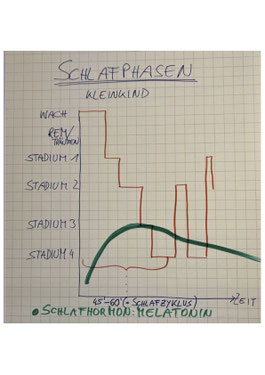 auf einem Flipchart ist eine handschriftliche Grafik zu den Schlafphasen eines Kleinkindes zu sehen. Das sind Traumschlaf, Stadium 1, Stadium 2, Stadium 3, Stadium 4. Das Durchlafuen der Stadien dauert 45-50 Minuten und entspricht somit einem SChlafzyklus