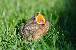 Foto: (NABU/CEWE/N. Bettinghausen) Amseljunges
