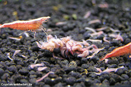 Zwerggarnelen und auch Würmer wie die Planarien gehören zu den Wirbellosen (Invertebrata)