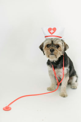 ec chiens ; educateur canin doubs ; dressage chien doubs ; education chien ; medical training ; cours chien