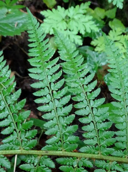 Polystichum setiferum, Vosges (photo Ugo)