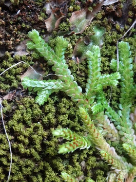 Selaginella denticulata, Var (photo Ugo)