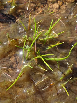 Isoetes durieui, Var (photo Ugo)