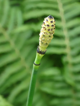 Equisetum hyemale, Lorraine (photo Ugo)
