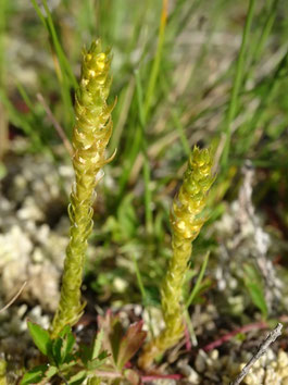 Selaginella selaginoides, Pyrénées (photo Ugo)