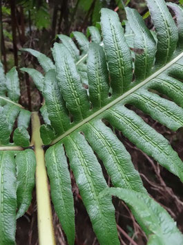 Woodwardia radicans, Tenerife (photo Ugo)