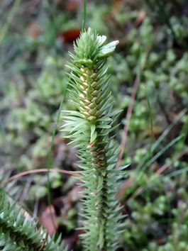 Huperzia selago, Massif des Vosges (photo Ugo)