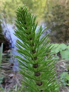 Equisetum telmateia, Kaiserstuhl (Photo Ugo)