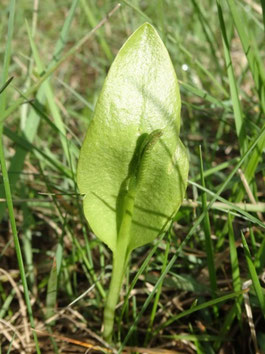 Ophioglossum vulgatum, Aude (photo Ugo)