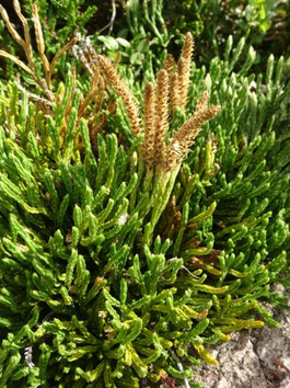 Diphasiastrum issleri, Hautes-Vosges (photo Ugo)