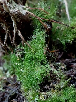 Prothalle de Vandenboschia speciosa (photo Ugo)