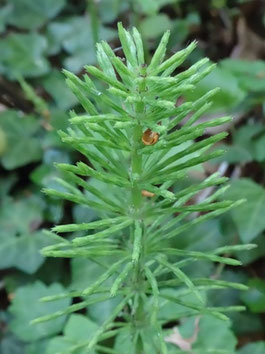 Equisetum arvense, Vosges (photo Ugo)
