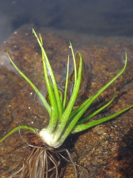 Isoetes lacustris, Ariège (photo Ugo)