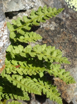 Woodsia alpina, Pyrénées centrales (Photo Ugo)