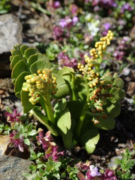 Botrychium lunaria, Pyrénées (photo Ugo)