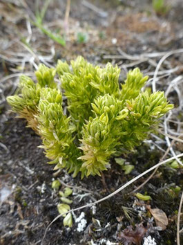Huperzia artica, Spitzberg (photo Ugo)