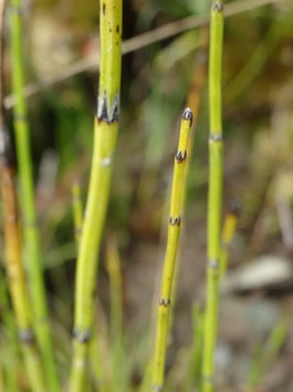Equisetum variegatum, Luchonnais (photo Ugo)