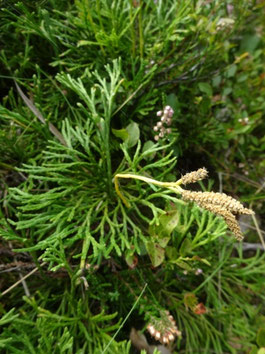 Diphasiastrum zeilleri, Vosges (photo Ugo)