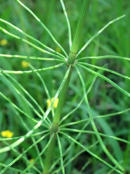 Equisetum fluviatile, Vosges (photo Ugo)