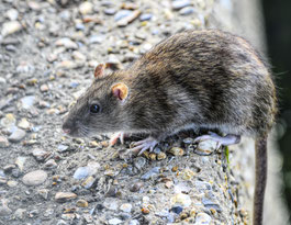 a quoi ressemble un rat ou un surmulot