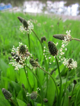 Spitzwegerich, Kräuterapotheke, essbare Wildkräuter, Hustentee