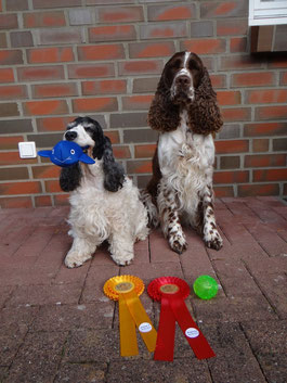 Two successful Spaniels - Jule und Holly, Photo: Svenja Arendt