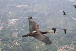 VSI Harness housing attached to Ibis sp. during flight, a group of Ibis are seen in the back. The photo was taken from a ultralight plane 